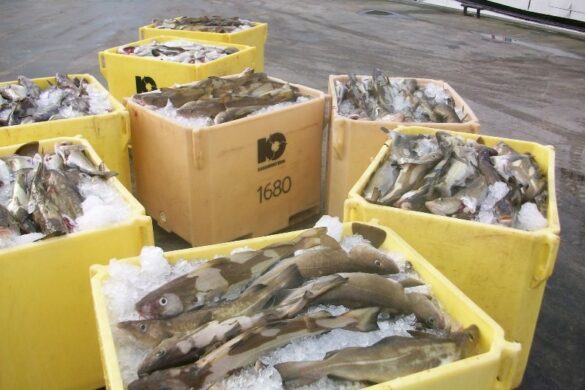 Neyðugt við Norðuratlantiskari hav gransking