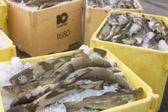 Toskaaling: Ein tíðarinnstillað bumba undir Norðurhøvum