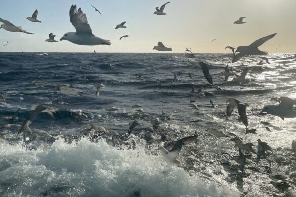 Framvegis nógv til av toski og hýsu á Føroyabanka, men fiskurin er heldur rak