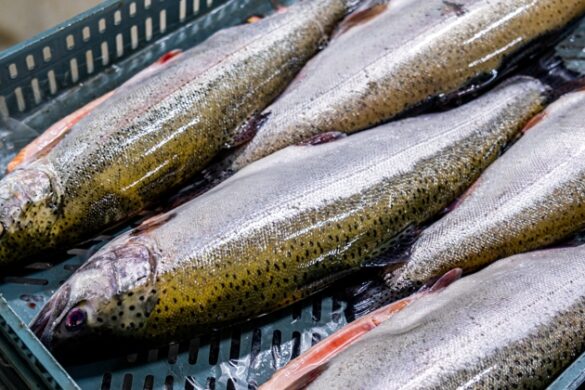 Tøkan av laksi 100.000 tons