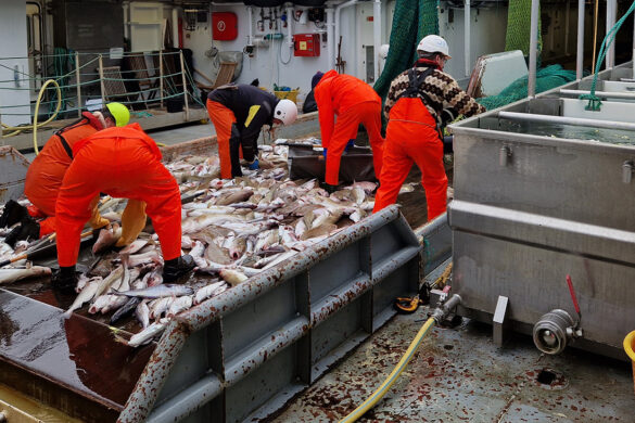 Merkt fisk á Landgrunninum