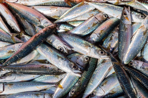 Hjáveiða í uppisjóðarveiðu