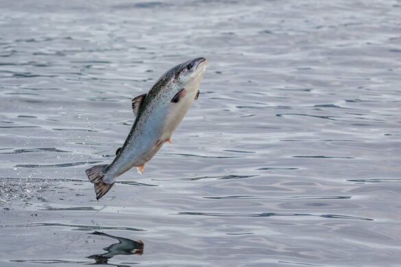 Metti miðal framleiðslukostnaðurin fyri 2026
