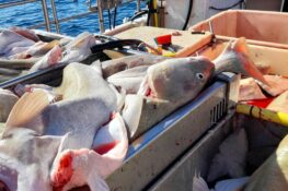 Framløgudagur um Fiskivinnuroyndir