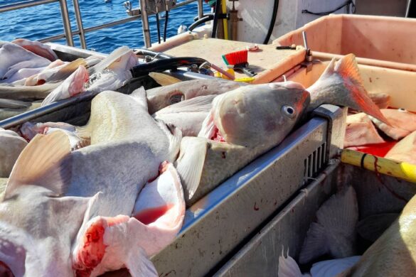 Framløgudagur um Fiskivinnuroyndir