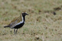Fólk og Fuglar í Klaksvík á Grækarismessu