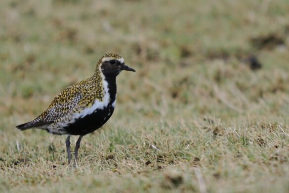 Fólk og Fuglar í Klaksvík á Grækarismessu