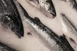 Tøkan av laksi setti met í 2025