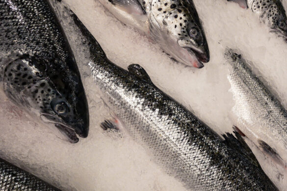 Tøkan av laksi setti met í 2025