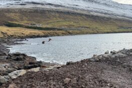 Reinsiverkið á Gili skal gerast liðugt