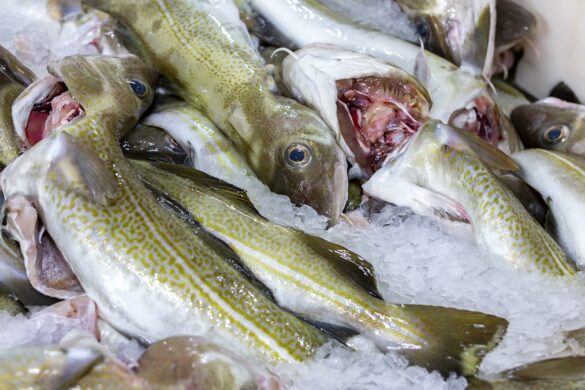 Virðið á útfluttum toski vaksið góðar 474 milliónir krónur