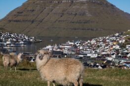 Hegn og garðar skulu vera í seyðahøgum standi