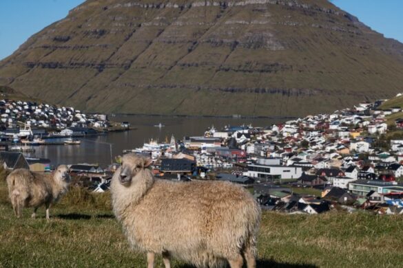 Hegn og garðar skulu vera í seyðahøgum standi