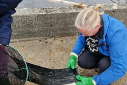 Upsi og aling – hvat vita vit um seiðin á firðunum og møguliga ávirkan av aling?