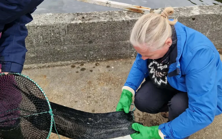 Upsi og aling – hvat vita vit um seiðin á firðunum og møguliga ávirkan av aling?