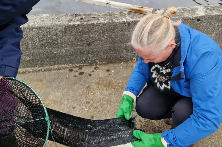 Upsi og aling – hvat vita vit um seiðin á firðunum og møguliga ávirkan av aling?
