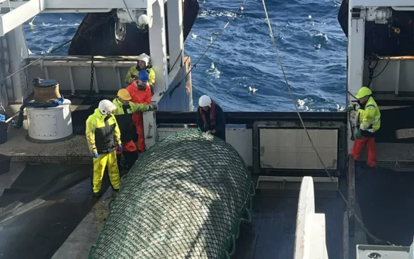 Minkandi nøgdir av toski á Føroyabanka, men framvegis nógv hýsa