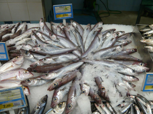 Svartkjaftur til vinnuligar fiskiroyndir í 2026